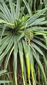 Image result for Pandanus sp. A