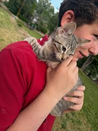 short hair kittens from same litter wanted