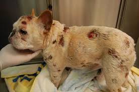 Understanding exactly what this treatment is and how it works, however, will ensure that you make the best decision for your dog. Lymphoma In The Skin Of Dogs Veterinary Partner Vin