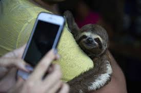 The virtual pets are classified in five different groups: The Ultimate Sloth Selfie Code The Sloth Conservation Foundation