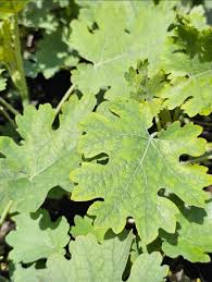 Image result for Macleaya