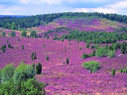 Luneburger Heide Germany Soft But Brilliant Colors Just Wanna Jump In Schone Landschaften Schone Orte Deutsche Landschaft