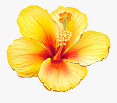 Hawaiian Flowers Clipart Realistic Yellow Tropical Flower Png Free Transparent Clipart Clipartkey Silhouette hawaiian hibiscus flower, hawaii flower, animals, monochrome png. hawaiian flowers clipart realistic