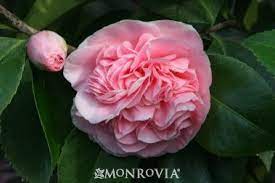 Debutante Camellia Monrovia Debutante Camellia Camellia Plant Most Popular Flowers Popular Flowers