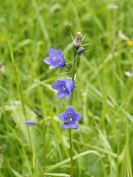 Harebell Plants Campanula Rotundifolia Wild Flowers Plants Campanula