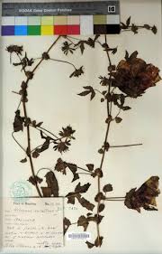 Image result for Hibiscus surattensis