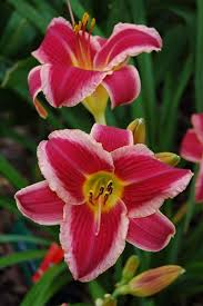 Maybe you would like to learn more about one of these? Pin On Daylilies