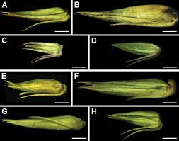 Image result for Achyropsis