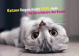 Die besten 40 katze sprüche auf istdaslustigde. Tierische Raumverschonerung Witzige Karten Spruche Echte Postkarten Online Versenden