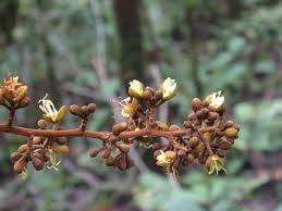 Image result for Anthonotha