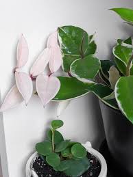 According to what i have gathered, there are three groups of hoya carnosa varieties: The Complete Hoya Carnosa Care Guide You Need To Read
