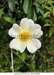 Image result for Rosa laevigata