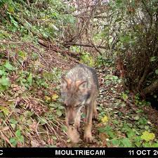 Check spelling or type a new query. Les Loups En Cette Saison Croissance Des Jeunes Et Dispersion Des Subadultes En Automne Debut D Hiver Le Loup En France