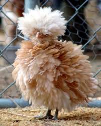 Bird With Spiky Hair On Head Buff Laced Bantam Polish Chicken Sooo Cute Jessica Coblentz You Have To Get A Few Of These Hahaha Animals Doing Funny Things Frizzle Chickens Pet Birds