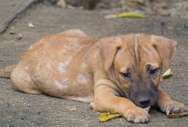 Home Remedies For Dogs With Mange Top 10 Home Remedies Dog Mange Dogs Dog Skin Problem