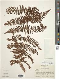 Image result for Megalastrum lanuginosum