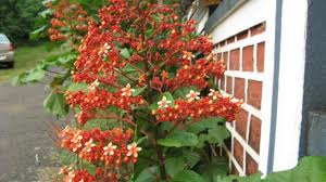 The plant is often grown in a mixed border or as a specimen along a wall, even under an overhanging roof. Pagoda Flower Gardening Flowering Plants Wild Flowers Of Western Ghats