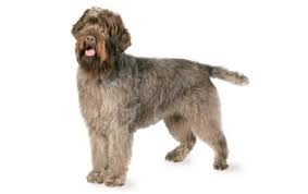 wirehaired pointer griffon dog breed information pictures