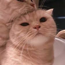 We have 64+ background pictures for you! Sad Cat Matching Pfp Novocom Top