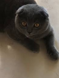 Aylin Hatsume Adli Kullanicinin Princess Cat Panosundaki Pin