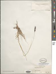 Image result for Cenchrus geniculatus