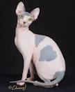 Sphynx Kittens For Sale by Reputable Breeders | Pets4You