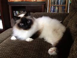 Seal Point Birman Kittens For Sale Nz Hanging Out With My Boy Chewy Seal Point Birman Gatinhos Fofos Gatos