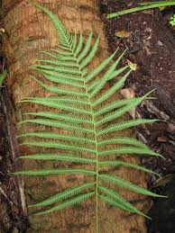 Image result for Thelypteris confluens