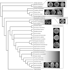 Image result for Englerodendron mengei