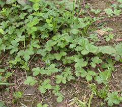 Image result for Potentilla simplex