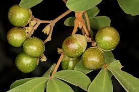 Image result for Vitex payos