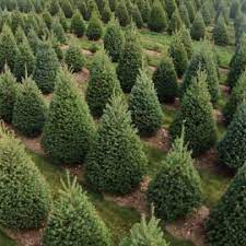 Angajarea o face direct ferma, fara agentii sau intermediari si fara comisioane. Locuri De Munca Danemarca