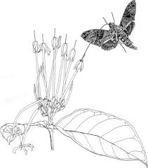 Image result for Oxyanthus pyriformis