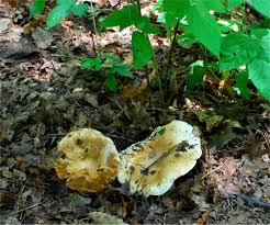 Image result for Russula compacta