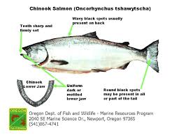 Saltwater Fish Species Identification Chart Futurenuns Info