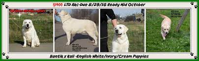 All of our dam's are our family pets they live in our home not a kennel all puppies are raised by our family inside our. White Lab Puppies For Sale In Wisconsin Winter Valley Labs Mlk