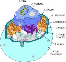 Cancer and the cell cycle. Cell Anatomy Viewer Game