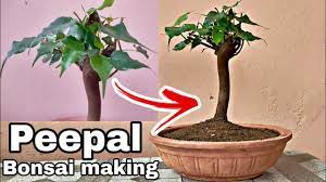 Peepal Bonsai In 4 Minutes How To Make Peepal Bonsai Fast And Easy Ficus Religiosa Bonsai Youtube