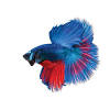 See more ideas about betta, betta fish, siamese fighting fish. Https Encrypted Tbn0 Gstatic Com Images Q Tbn And9gctqqbvyihukpxzliytszizzljdosoxi7wwnph1mtk1jkuex7soc Usqp Cau