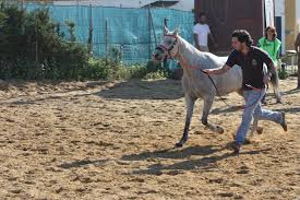 Ha Muerto un Caballo Campeón, Al-Garbe.
