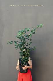 Image result for Ficus conraui