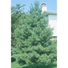 Pine Trees At Lowes.com