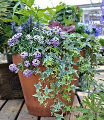 Early Spring Container Garden Ivy I Fairview Garden Center I Raleigh Nc I Www Fairviewgardencenter Com Garden Center Container Gardening Early Spring