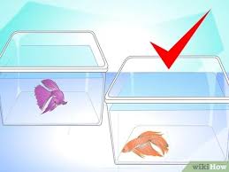 Most betta conditioning involves separating them and feeding high protein food for two weeks. How To Breed Wild Bettas 14 Steps With Pictures Wikihow