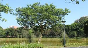 Image result for Caesalpinia ferrea
