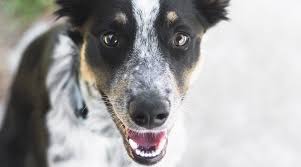 Breed rankings for distance jump are based on the season average, which is the average of each dog's top 10 distance jump scores in the 2021 season. Australian Shepherd Blue Heeler Mix Breed Info More