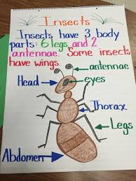 Insect Anchor Chart For Teaching The Parts Of An Insect