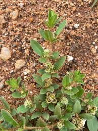 Image result for Blepharis integrifolia