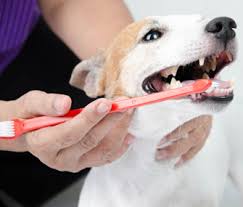 Maybe you would like to learn more about one of these? 4 Essential Tips To Care For Your Dog Or Cat S Teeth