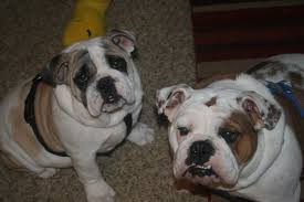 Freshdiscover.com has been visited by 100k+ users in the past month Millionaire English Bulldog Puppies Home Facebook